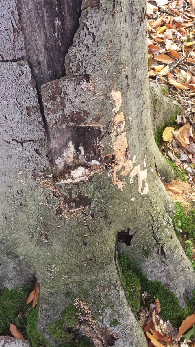 Beechdroplettes's tweet photo. Dead beech tree provides habitats for many new species! #succession #ENVB222 #nathist #natureisawesome https://t.co/rV4q3SAK6r