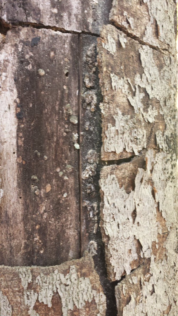 Beechdroplettes's tweet photo. Dead beech tree provides habitats for many new species! #succession #ENVB222 #nathist #natureisawesome https://t.co/rV4q3SAK6r