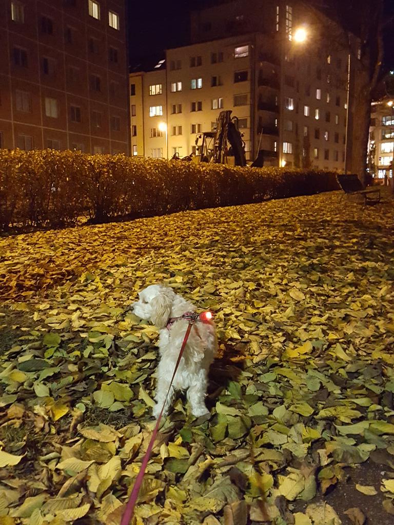 TheGuyWithDogs's tweet photo. Led-light with your #dog is a real life-saver in the dark times. Always use one. #dogs #pets #autumn #dog #lightitup https://t.co/bqZ5OhycKe