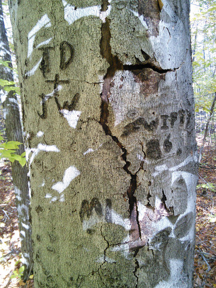Beechdroplettes's tweet photo. Carving your initials only hurts the tree #diditlastthough? #getatattooinstead #savethebeech #envb222 https://t.co/MaNSBPuyrl