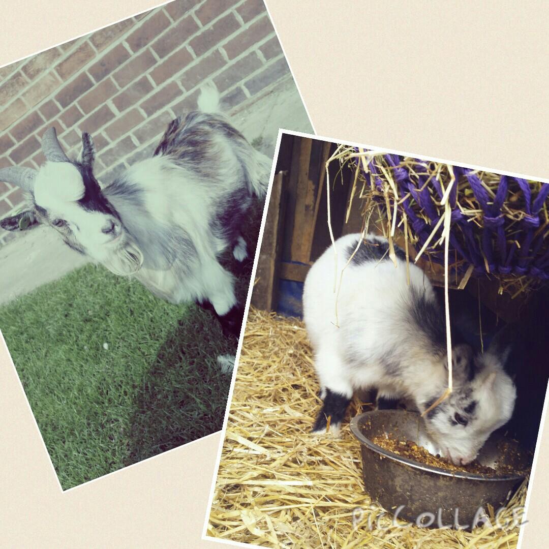GeorginaM9798's tweet photo. My babies! 😍🐐 https://t.co/Xi73ZPwkJZ