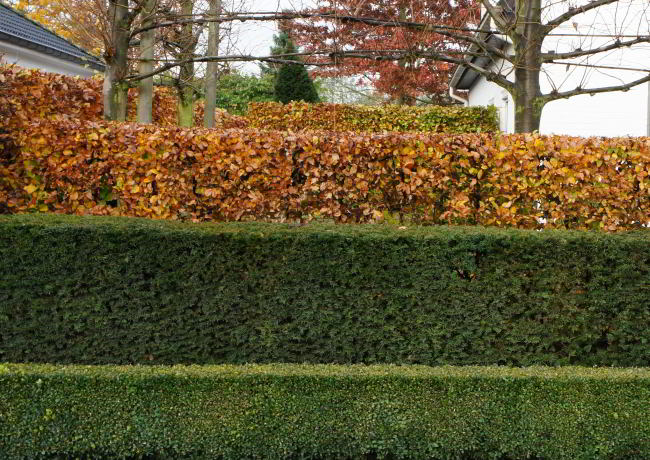 TIP: Binnenkort een haag aanplanten, dan kan je nu alvast de bodem voorbereiden.
eurotuin.be/nl/bodemverbet…