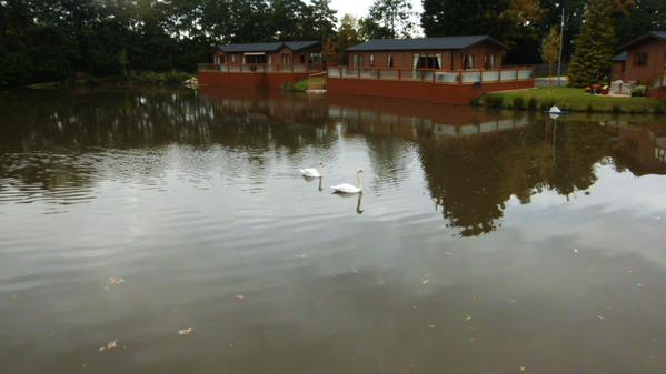 Rowanwater's tweet photo. Our resident swans are causing havoc again! https://t.co/AFNl7gRa66