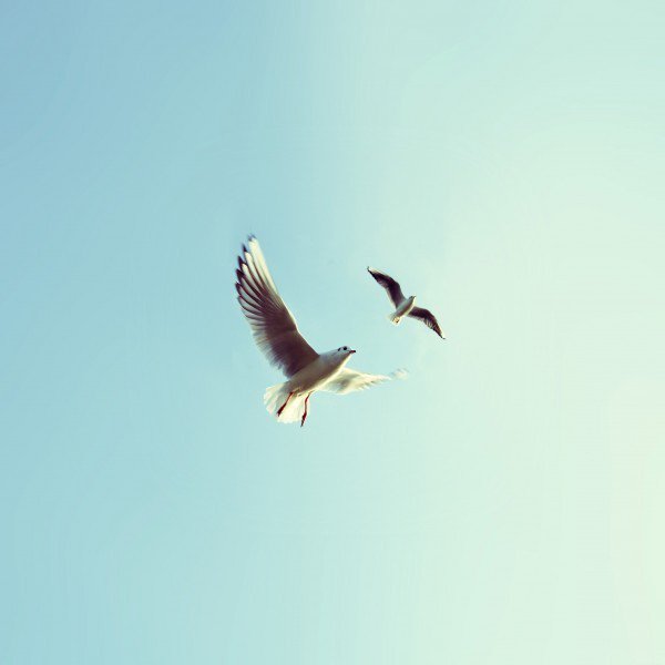 iphonewallco's tweet photo. A gorgeous #wallpaper called 'Gulls' - download it free https://t.co/dY4pnB4ZIU #iphone #ipad #rt https://t.co/fMuDe0iW13