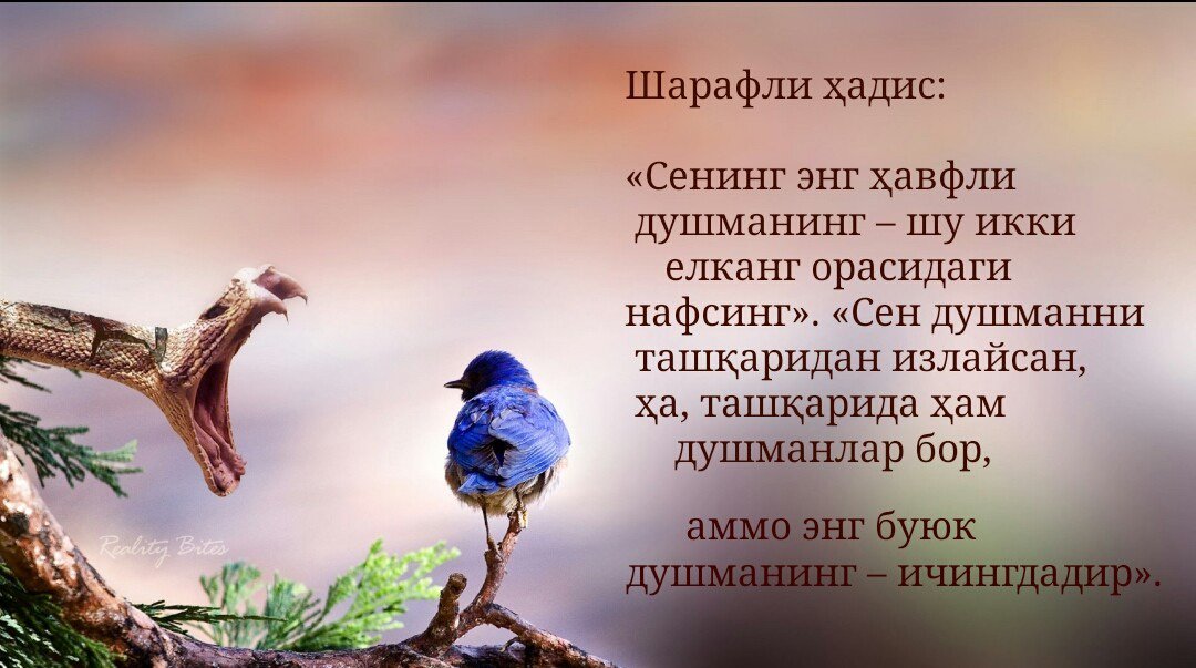 Dilnoza Qodirova (@dilnozaq) on Twitter photo 