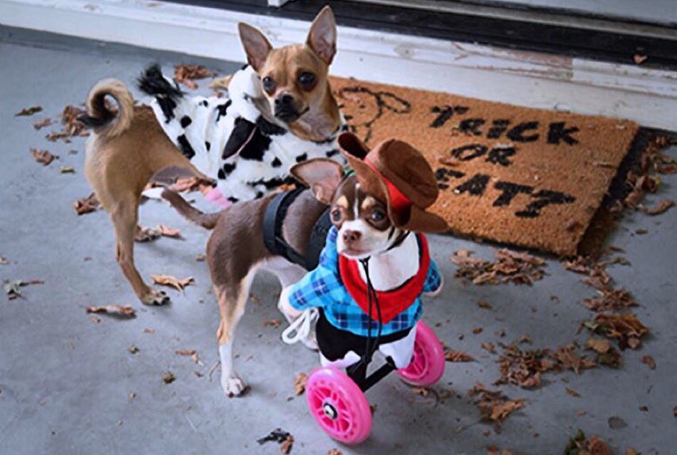 RooTurbo's tweet photo. @smileyradioshow @NikkiWZPL My sister RubyRoo and I are going as a cowboy and a cow! #2Legged of course! #NubLove https://t.co/dNgpyn8Wb7