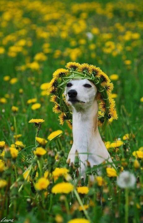 HBudapets's tweet photo. Hoy me siento como una florecilla https://t.co/fMAQqjOKUU