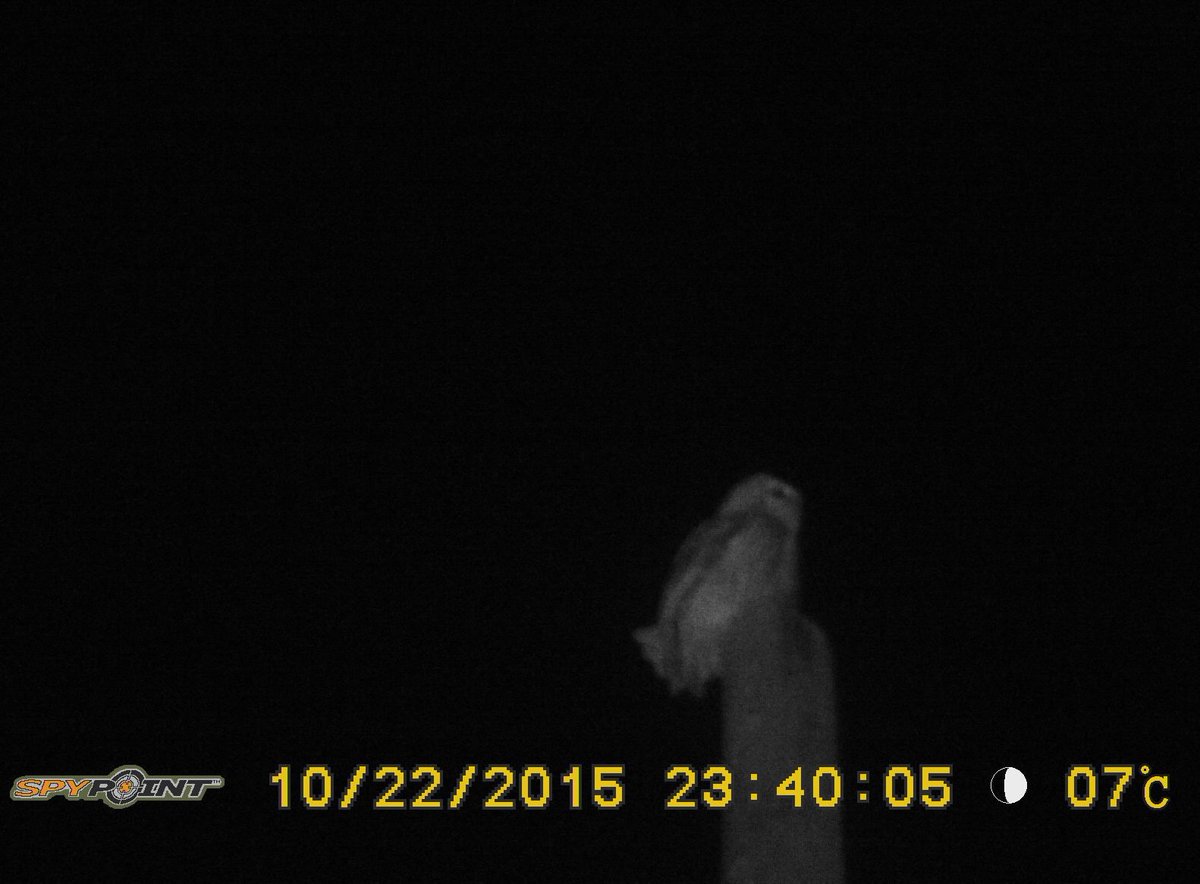 chichesterharbo's tweet photo. recent night photo of an #owl on a perch at @MaybushCopse. Could it be a #TawnyOwl? #AONB #LoveYourLandscape https://t.co/IEiBMOAlJp