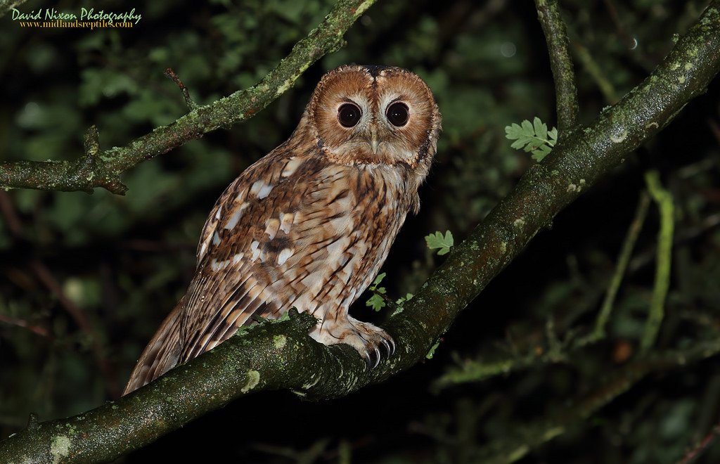 chichesterharbo's tweet photo. recent night photo of an #owl on a perch at @MaybushCopse. Could it be a #TawnyOwl? #AONB #LoveYourLandscape https://t.co/IEiBMOAlJp