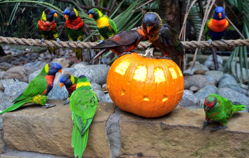 Dallas Zoo on Twitter "We gather around pumpkins, not pumpkin spiced