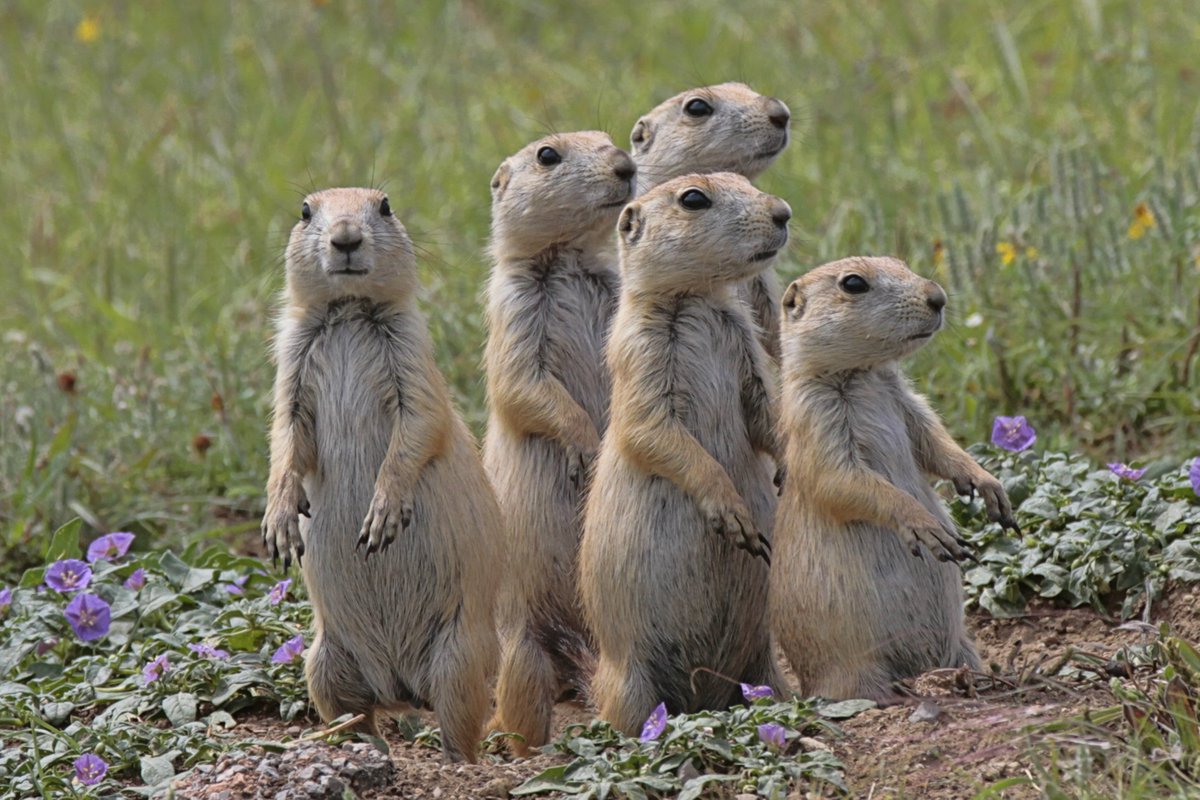 сурикаты и суслики. мангуст и сурикат. суслик в поле. суслик фото. животные степи суслик.