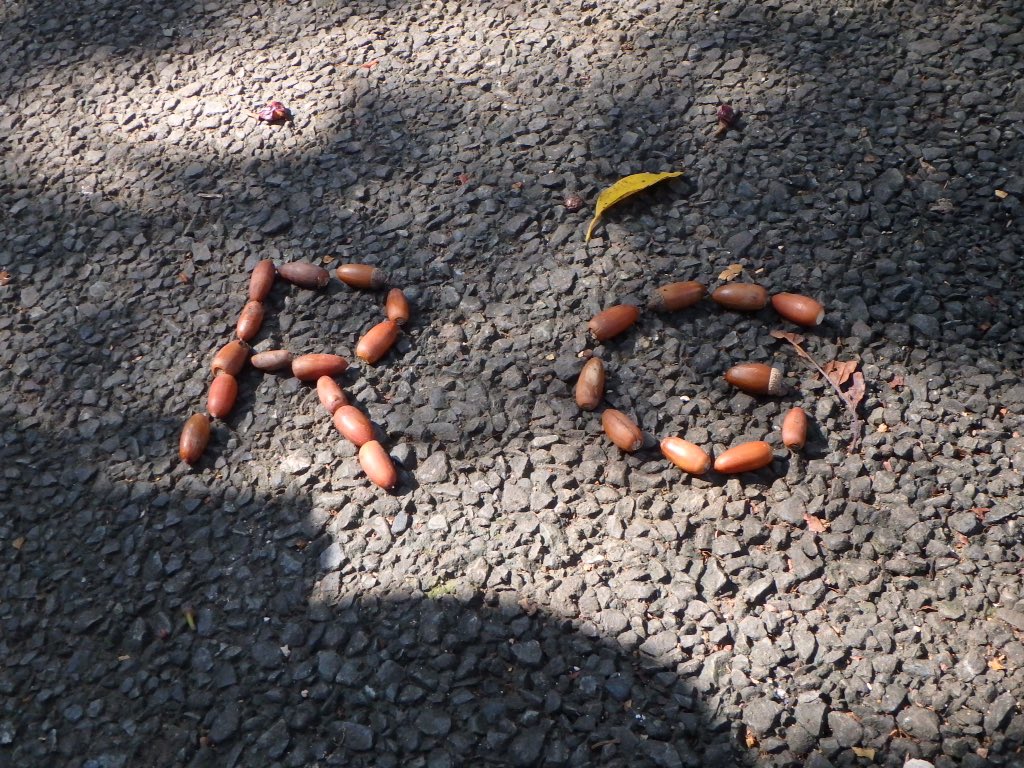 ririe_kh's tweet photo. 道の途中に、ドングリでメッセージが! #RG1024 #廃墟の休日 https://t.co/ZTlD6dvO6V
