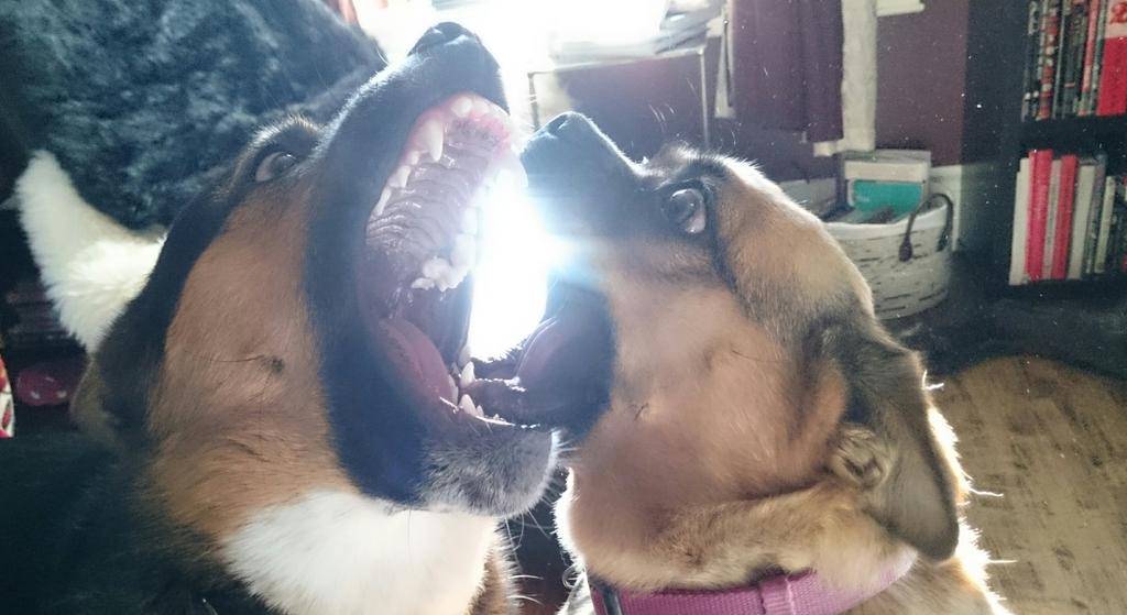 Scarlets_Diary's tweet photo. Who's got the biggest chompers?!?!!! https://t.co/mCTUd0KuV7
