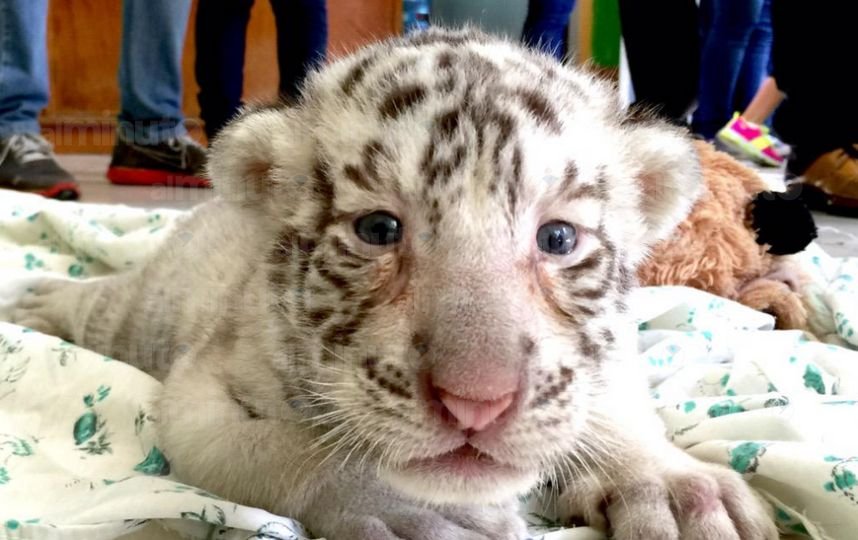 meridaalminuto's tweet photo. #Meridaalminuto
Los 4 tigres que nacieron en el Centenario ya tienen nombre
Más información: https://t.co/7B4lAo6oBw https://t.co/D53d7ZW5dF