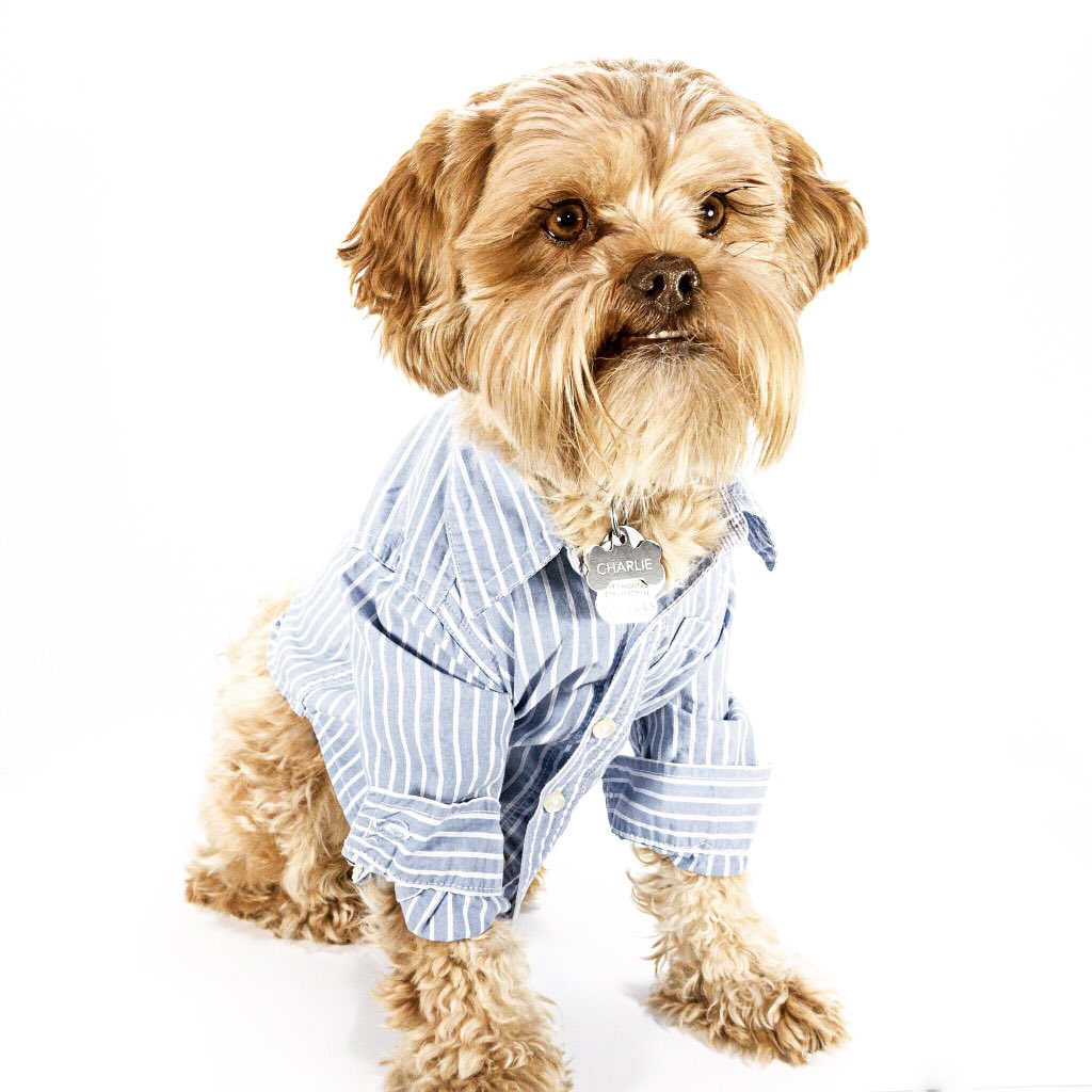 dogastherapy's tweet photo. Productive day so far. How's your workday going? #ihatemondays #dogastherapy #ptbo https://t.co/yNz7P8QEMb