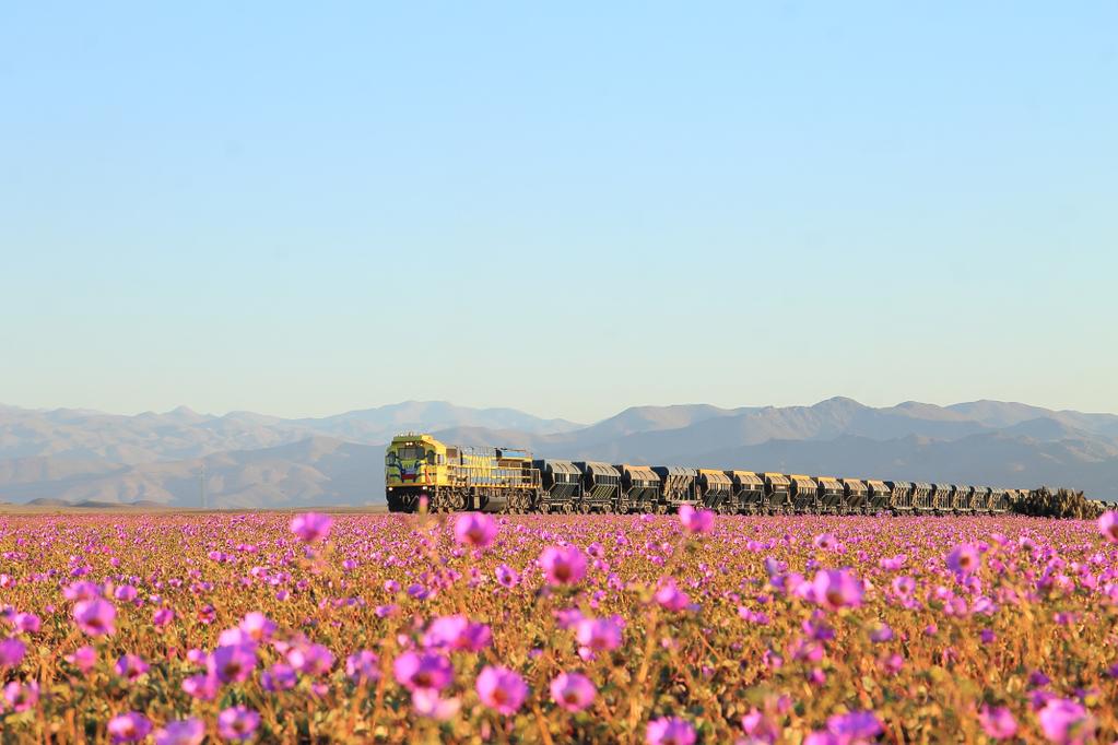 MarcaChile's tweet photo. El desierto chileno muestra el mayor florecimiento de los últimos 18 años https://t.co/XoSXzTbvjo Foto: EL GUILLE! https://t.co/KkMHGCE7k7