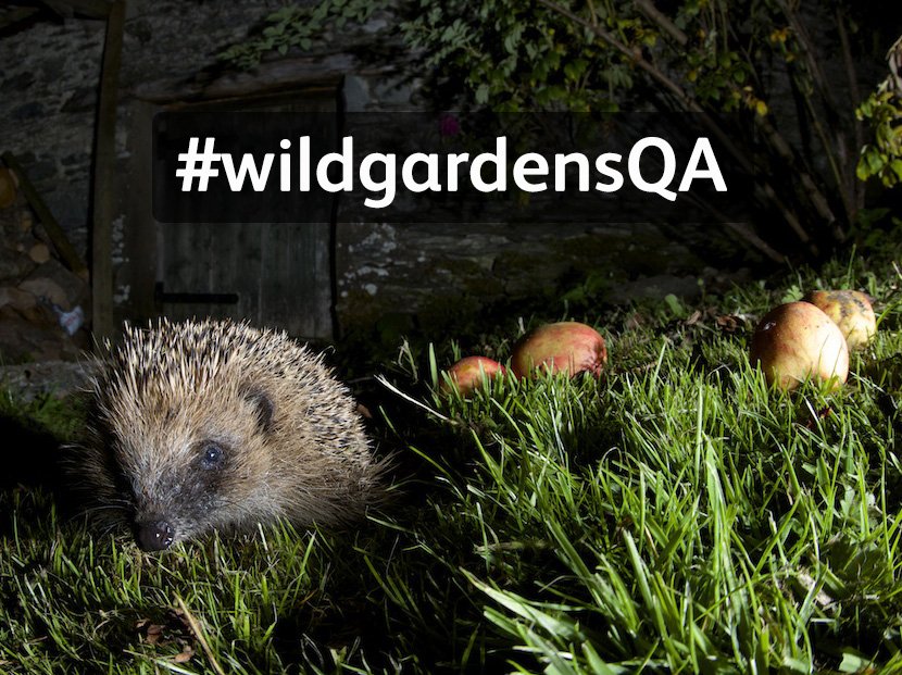 The_RHS's tweet photo. Join a #WildAboutGardens Week Q&amp;A with top experts today at 12pm. Use #wildgardensQA hashtag :) https://t.co/Xcgf27B6xv