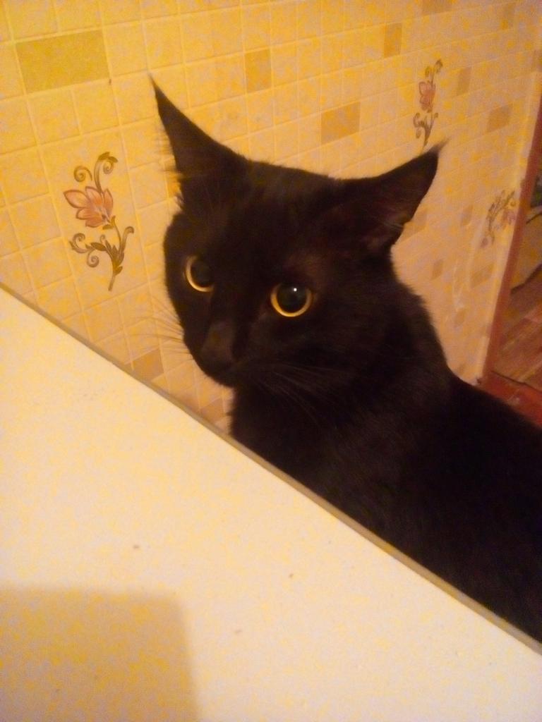 MGulia02's tweet photo. Котэ :3 https://t.co/QXMk0nXjte