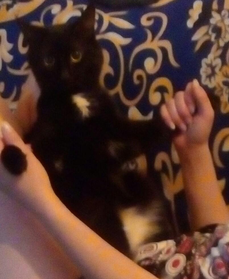 MGulia02's tweet photo. Котэ :3 https://t.co/QXMk0nXjte