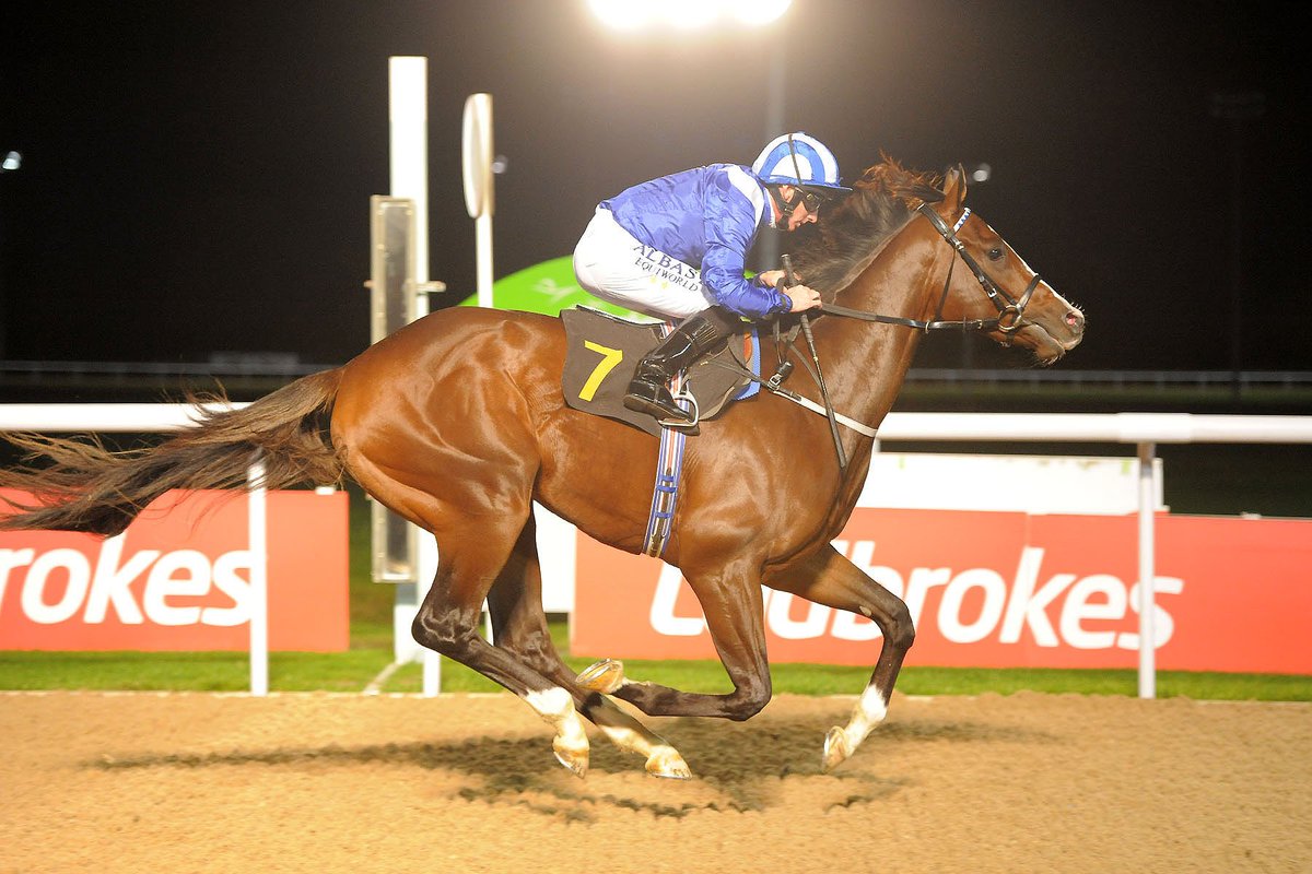 WolvesRaces's tweet photo. Tathqeef won Friday night for Hanagan & Gosden. The $1.1m purchase could well become an #awchamps star #WolvesForm https://t.co/m99FsqWShk