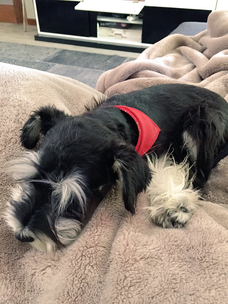fer_haas's tweet photo. Salir a las 13:00 para regalonear con esta🐶 https://t.co/D6a7pd0JhM