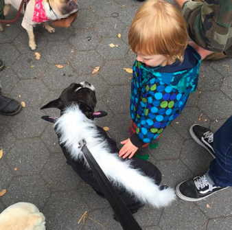 HapAppNYC's tweet photo. https://t.co/HD1RvHxbDc look at thse pawstively cute pooches! #TompkinsSquarePark #halloweendogparade https://t.co/IMsbYvzpMp