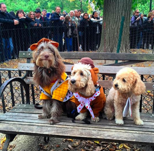 HapAppNYC's tweet photo. https://t.co/HD1RvHxbDc look at thse pawstively cute pooches! #TompkinsSquarePark #halloweendogparade https://t.co/IMsbYvzpMp