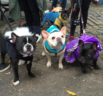 HapAppNYC's tweet photo. https://t.co/HD1RvHxbDc look at thse pawstively cute pooches! #TompkinsSquarePark #halloweendogparade https://t.co/IMsbYvzpMp