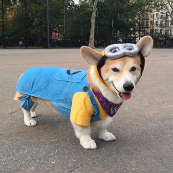 HapAppNYC's tweet photo. https://t.co/HD1RvHxbDc look at thse pawstively cute pooches! #TompkinsSquarePark #halloweendogparade https://t.co/IMsbYvzpMp