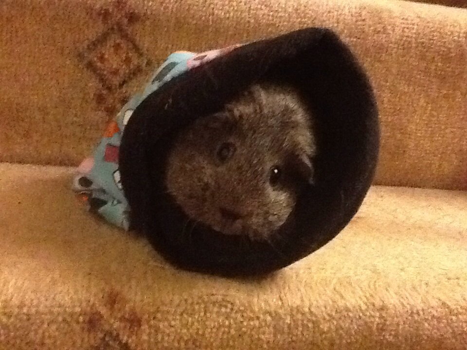 suebutton's tweet image. Stopsnap81