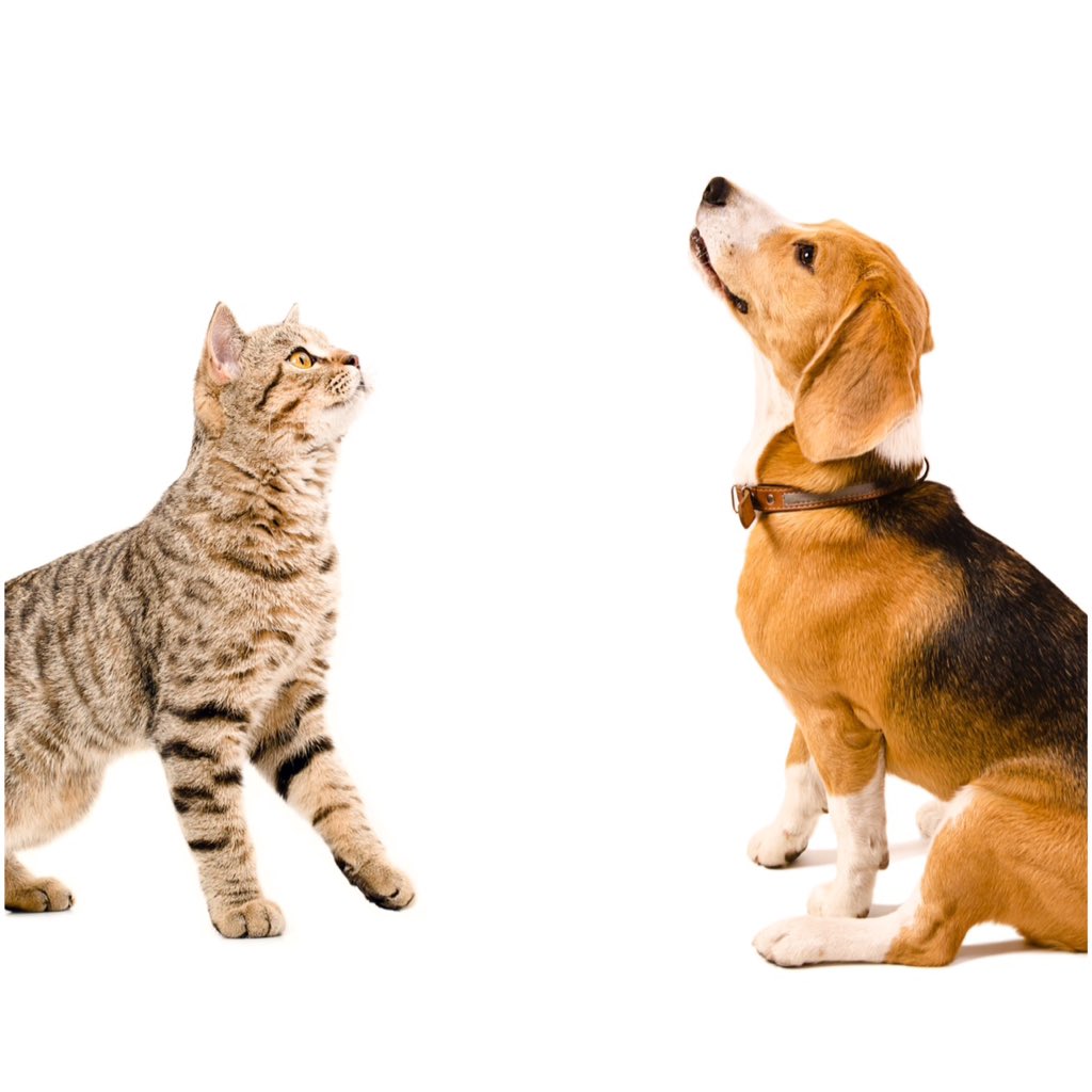 tickledpet's tweet photo. When your pet gives you that face.. They want a tickled pet treat. #tickledpet #happypet #cantsayno https://t.co/44KuryLV6h