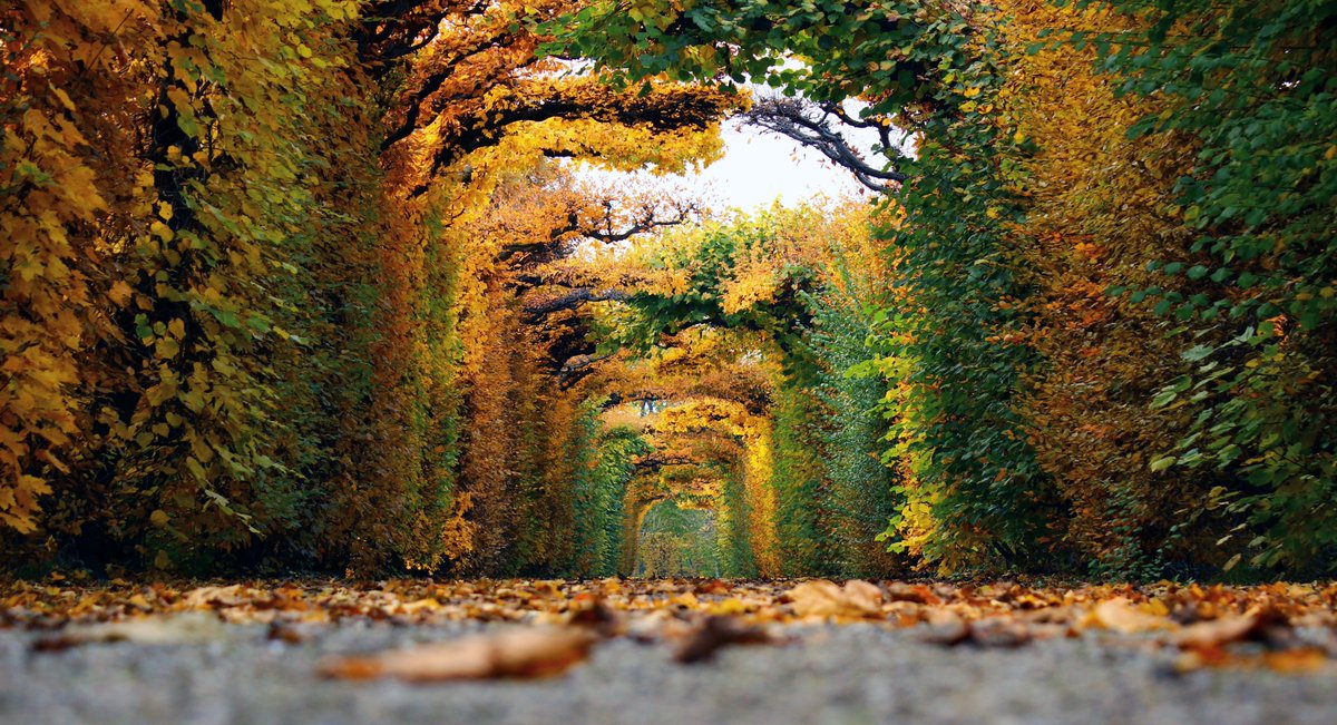 ade_adutzu's tweet photo. @VladHandaric 
have to love #Vienna in autumn
#Herbst #Schönbrunn #Feiertag https://t.co/PcNluO0pbd
