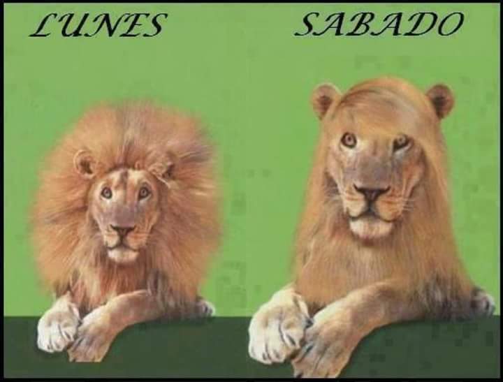 SandraCanales's tweet photo. Cualquier parecido con la realidad es mera coincidencia jajaja extraordonario lunes! https://t.co/A2LVzbfgfd