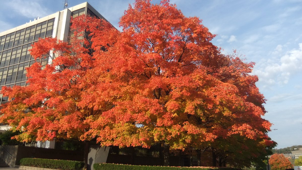 RT <a href="/ESTP_CMU/">CMU Energy Science, Technology and Policy</a>: Love these trees, and love the fall season in Pittsburgh!
