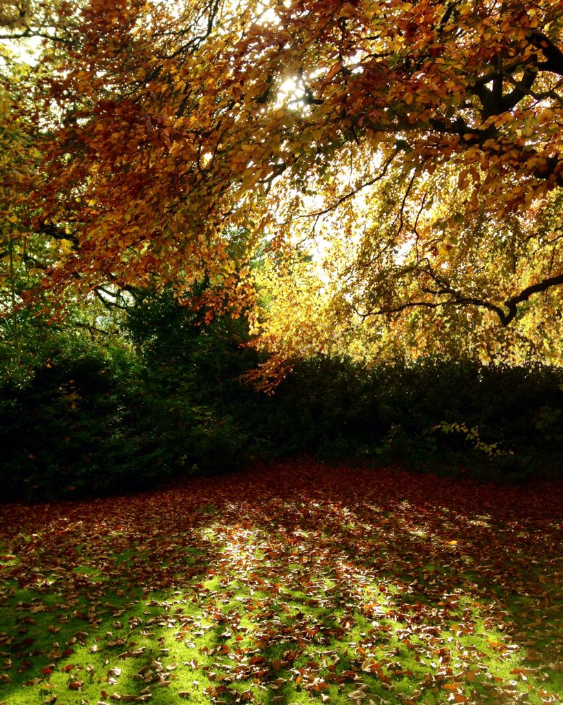 PatriQuiiiiiii's tweet photo. When greens, browns and yellows become the most beautiful colours.. 🍃🍂🍁
#photography #autumncolours #throughmycamera https://t.co/5tTOFQpuS3