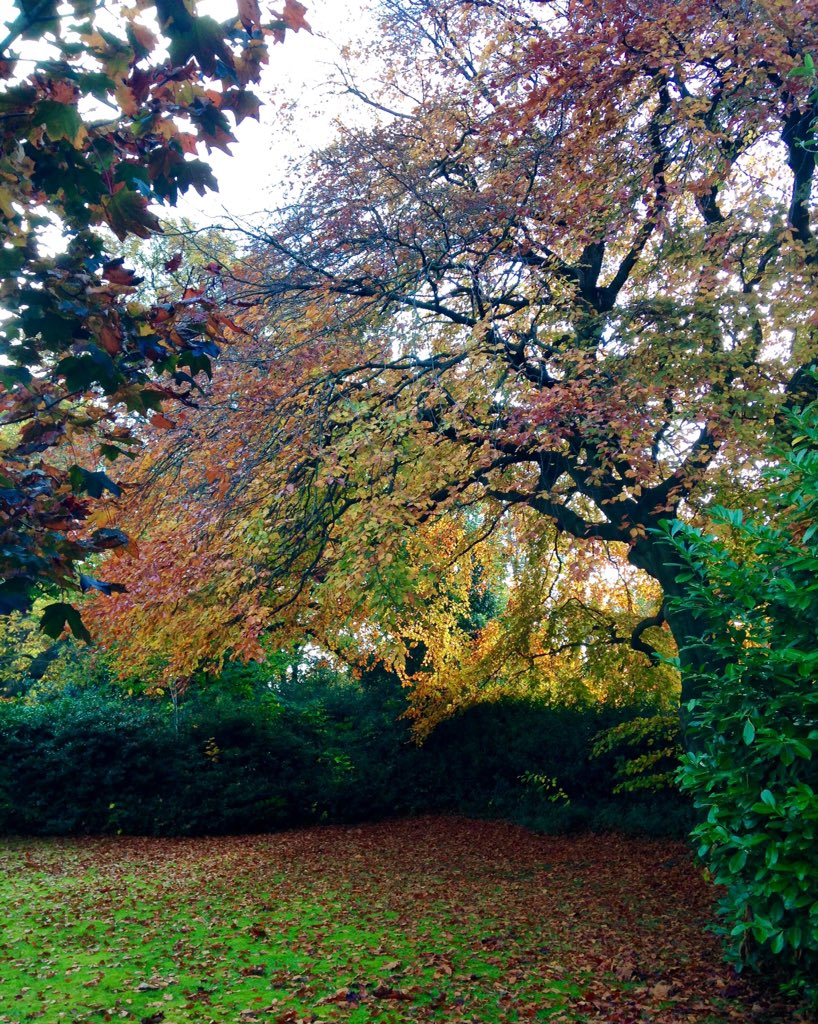 PatriQuiiiiiii's tweet photo. When greens, browns and yellows become the most beautiful colours.. 🍃🍂🍁
#photography #autumncolours #throughmycamera https://t.co/5tTOFQpuS3