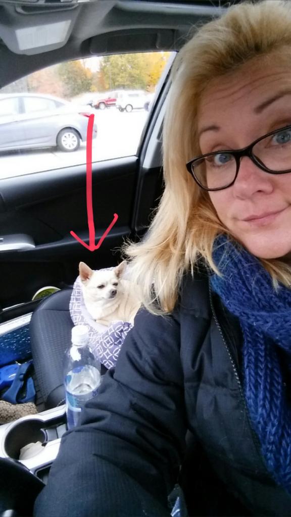 MiloValentino's tweet photo. Ever get the feeling someone is watching you? #mydoglovesme https://t.co/fRVdUD9rTn