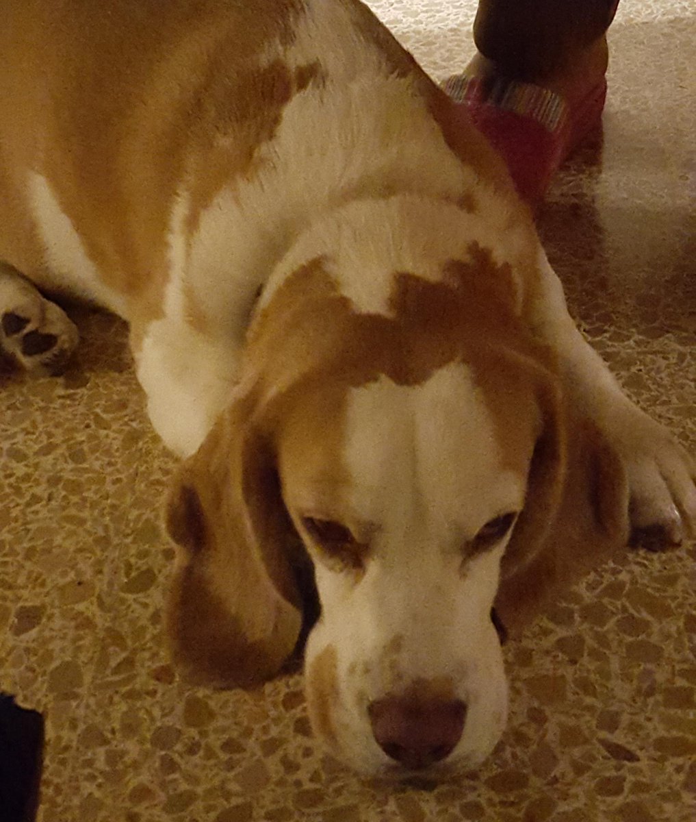 EDU_PELU's tweet photo. #QUIEROLYC porque una foto vale mas q mil palabras... y quiere uno para hablar con sus amigas perrunas https://t.co/70yMuZxnkj