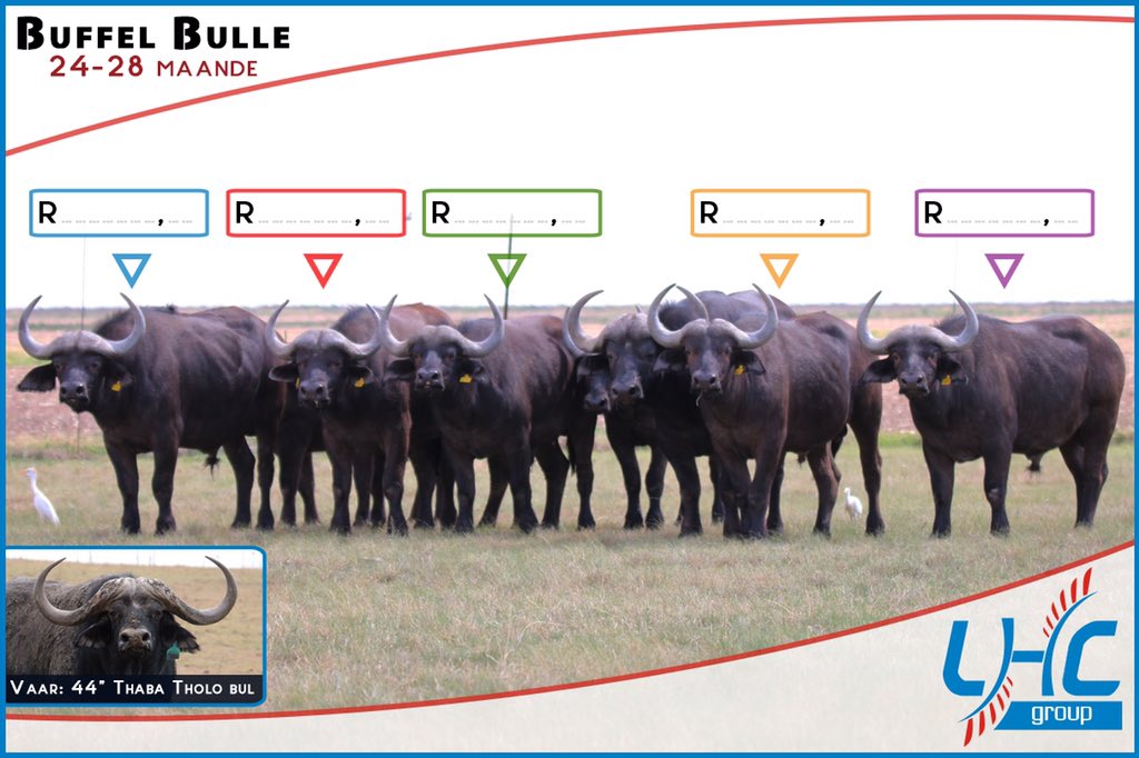 #Buffalo bulls on #lhcgroup auction Thursday 29Okt2015 perfect chance  to get hold of bulls to mature on your farm.