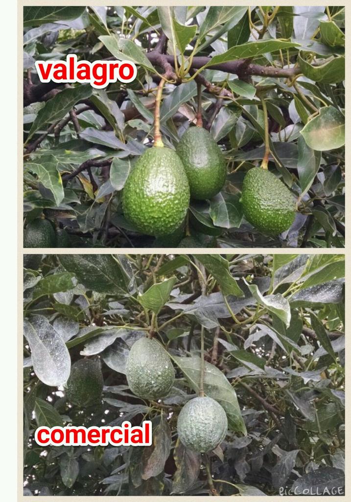 noevalagro's tweet photo. #Valagro paquete en el cultivo de #Aguacate con aplicación de #Kendal te, entre otros en la zona de #michoacán. https://t.co/Lep8bI6s4Q