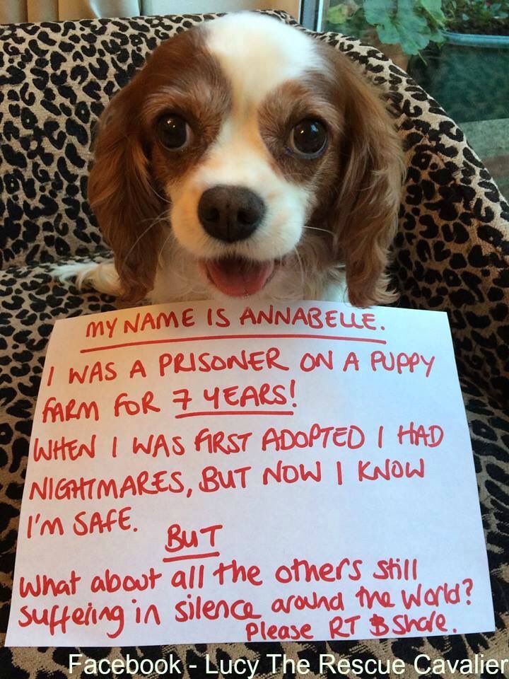 Lucy_Cavalier's tweet photo. I finally have a smile on my face after 7 LONG years on a puppy farm.Will you help me raise awareness?#rescue Pls RT https://t.co/8wlRlVt1Hc