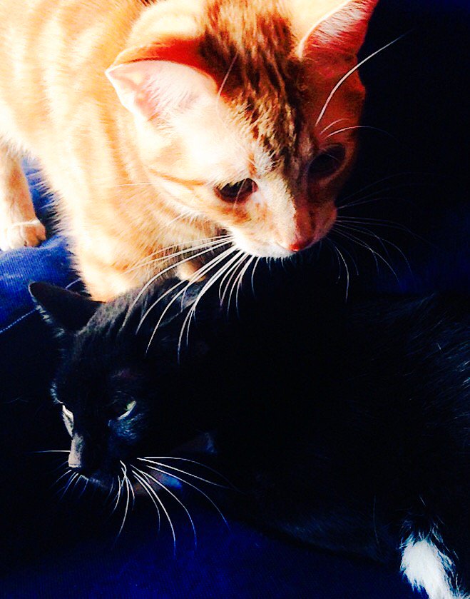 Rubiu5's tweet photo. Mis amoreh <3 https://t.co/Vpi3tuCoRj