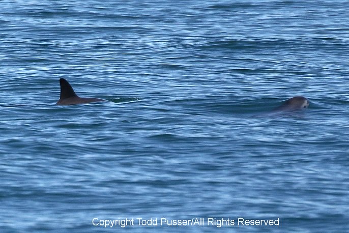 EPN's tweet photo. Hace unos días, como en años no ocurría, científicos de la #ExpediciónVaquita2015 documentaron el avistamiento de 2: https://t.co/ZbjzwF9Bop