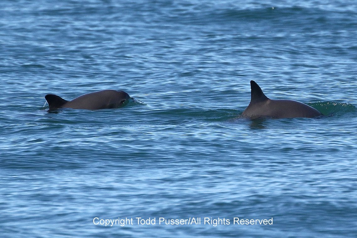 EPN's tweet photo. Hace unos días, como en años no ocurría, científicos de la #ExpediciónVaquita2015 documentaron el avistamiento de 2: https://t.co/ZbjzwF9Bop