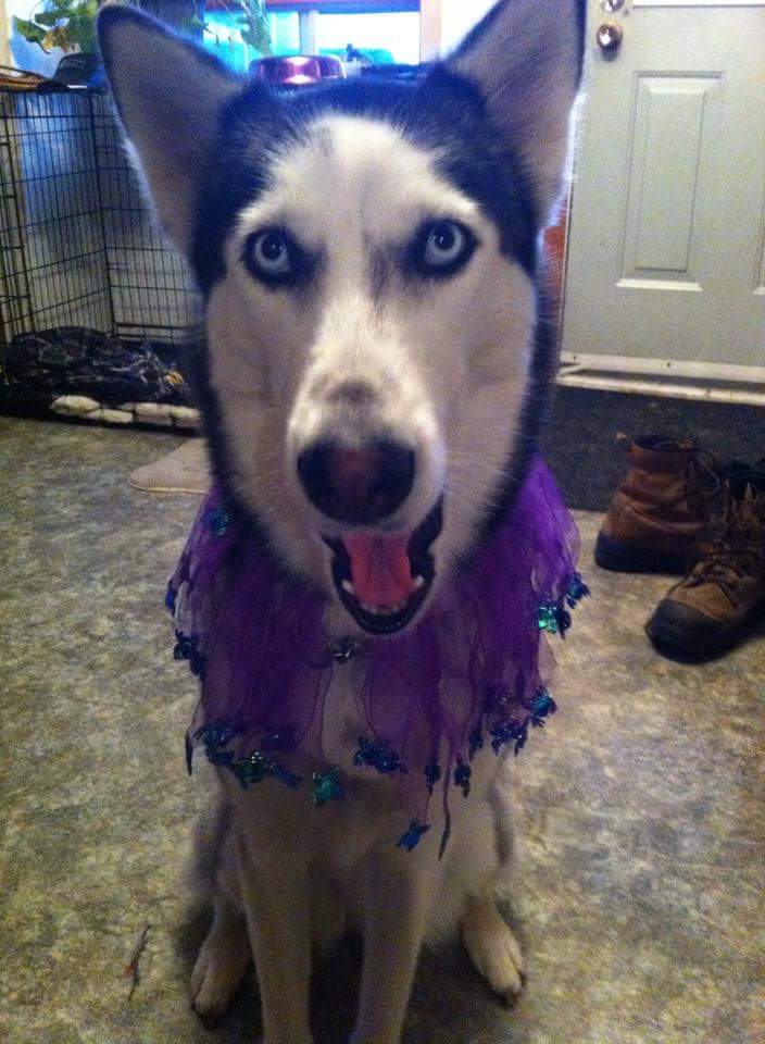 NoPain666's tweet photo. Lol magnifique #husky 😍 https://t.co/ncckHaXurH