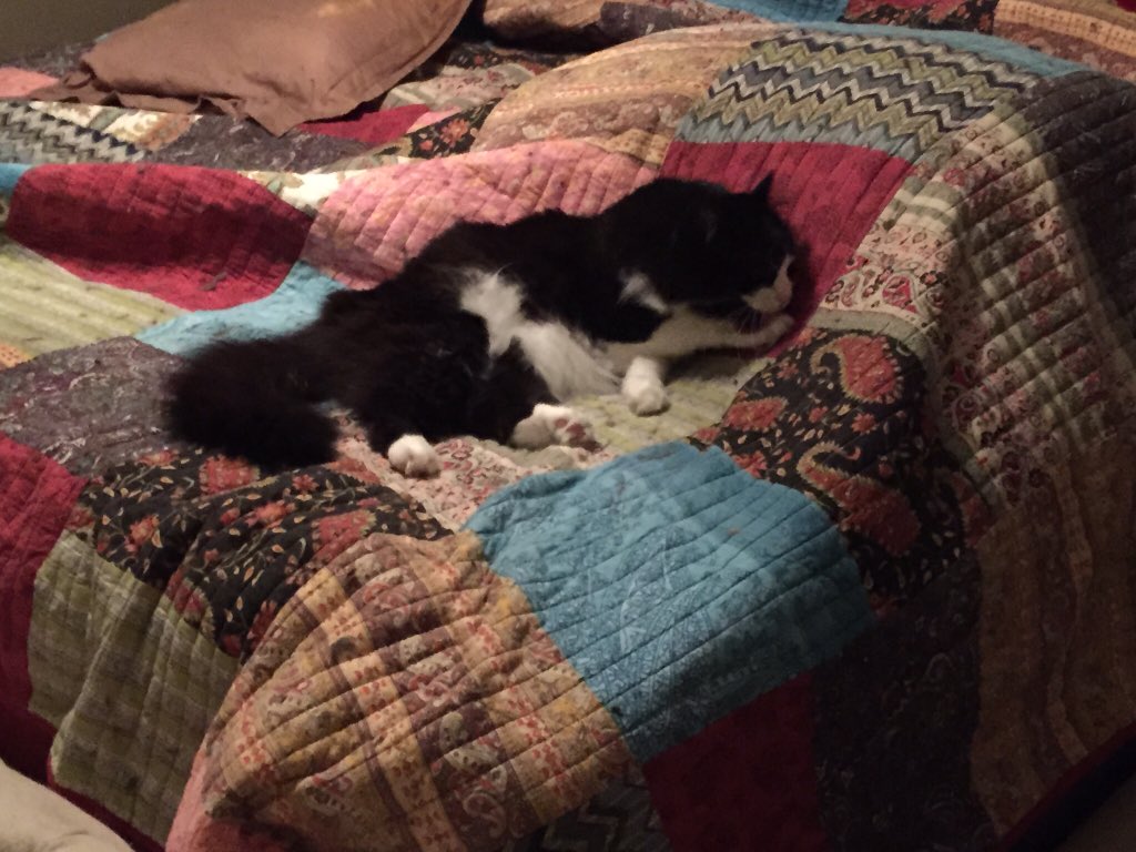 Moosie_cat's tweet photo. Mom made the bed with clean sheets and quilt.  I was the first to try it out. https://t.co/AdVxGCU5ug