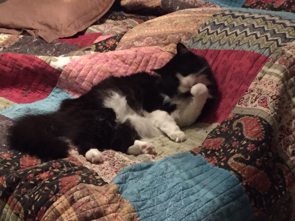 Moosie_cat's tweet photo. Mom made the bed with clean sheets and quilt.  I was the first to try it out. https://t.co/AdVxGCU5ug