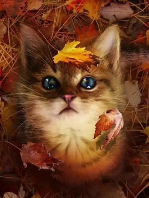 sharecute_com's tweet photo. #autumn #cat #catautumn #kitty https://t.co/y4APFz5dYu https://t.co/h905UDvJaR