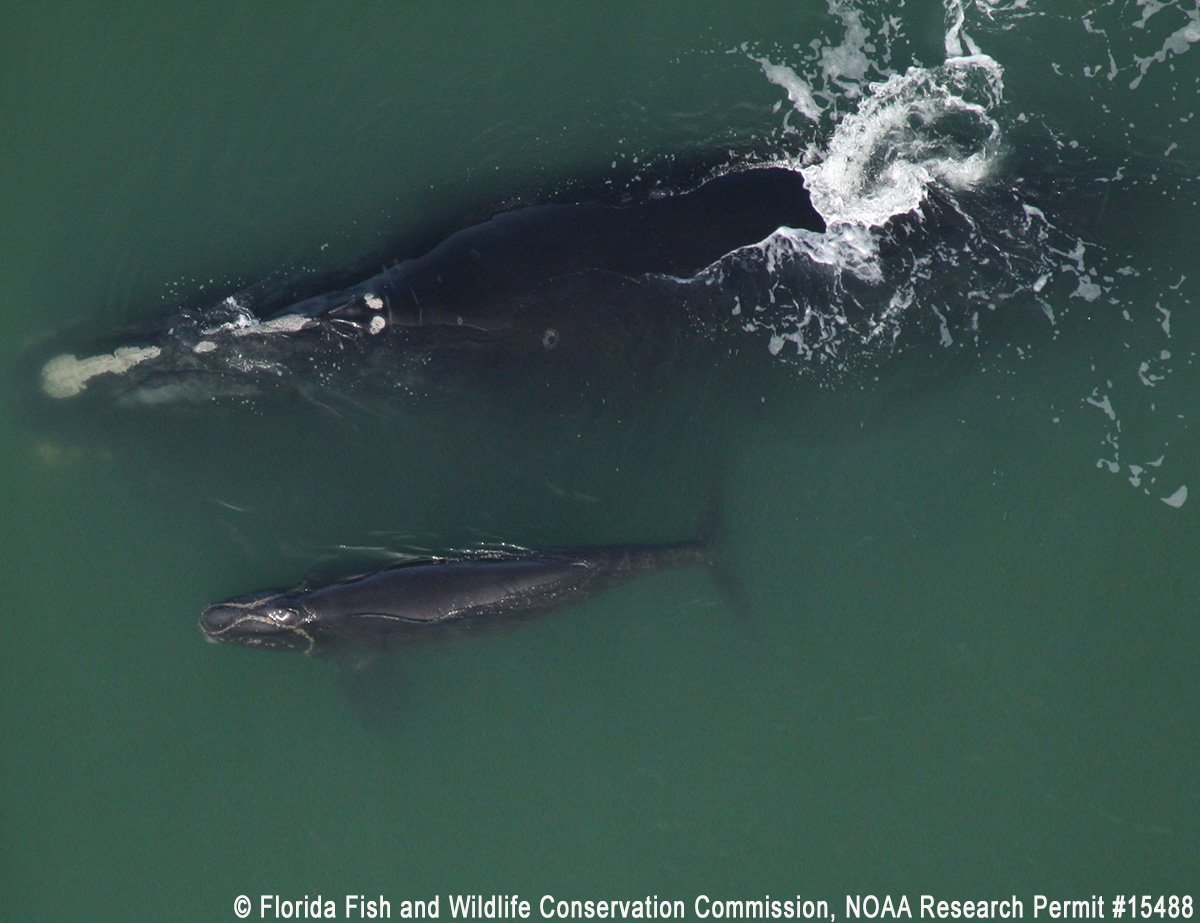NMFS stands firm on ship speed limits to protect #endangered right whales dfnd.us/1We3Ks2