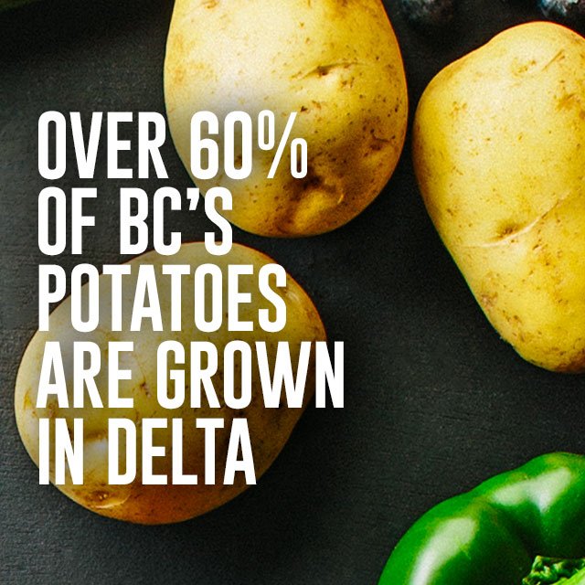 CityofDeltaBC's tweet photo. #DeltaDidYouKnow over 60% of #BCPotatoes are grown in #DeltaBC #DeltaFarmers find out more: https://t.co/zClKlUDDcA https://t.co/GJCKY3T2E6